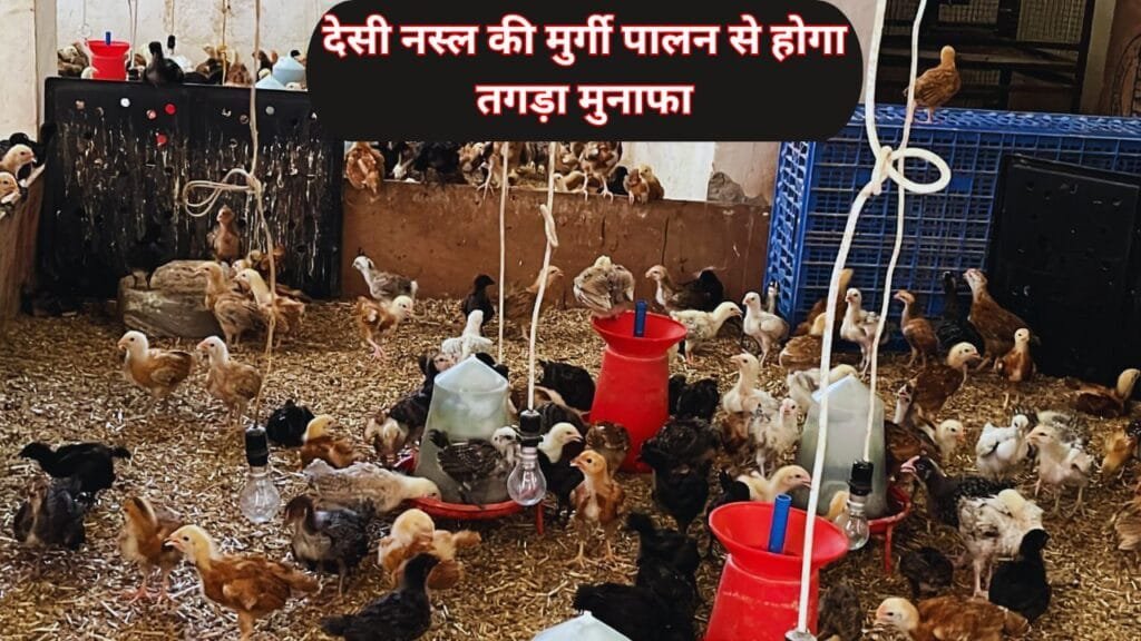 देसी नस्ल की मुर्गी पालन से होगा तगड़ा मुनाफा