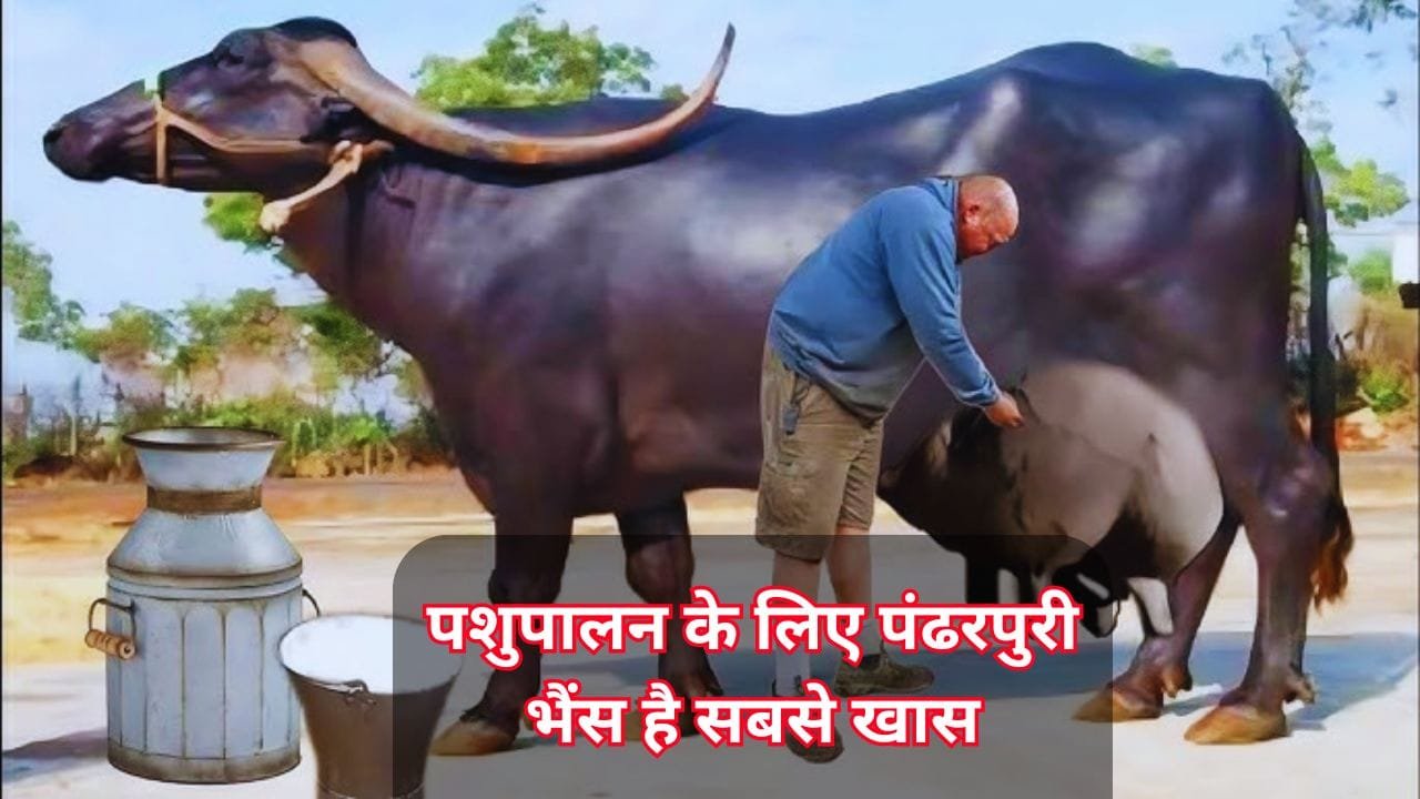 पशुपालन के लिए पंढरपुरी भैंस है सबसे खास